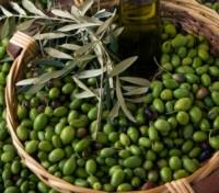 Tuscan Olives ready for Processing